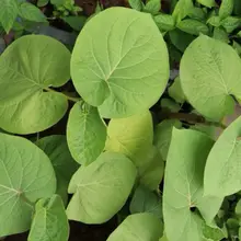 Cây lá dổi ( Cây xá xị, cây dổi đất ) - Gia vị Tây Bắc - Làm sốt, quấn thịt nướng - Bầu rễ ổn định - Dễ dàng sinh trưởng